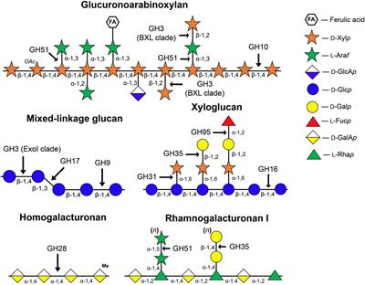 Forgotten Actors: Glycoside Hydrolases During Elongation Growth of Maize Primary Root